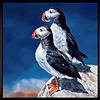 Puffin Pair (Framed)