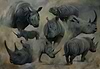 White, Black and Asian Rhino Study
