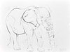 Elephant Study XX
