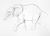 Young Elephant Sketch X