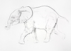 Young Elephant Sketch X