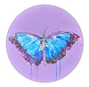 Morpho Butterfly (study)