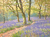 Bluebells