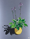 Hosta