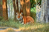 Young Tiger, Pench National Park, India
