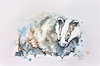 Solitary Forager