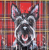 Scottie