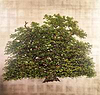 Bollingbroke Oak