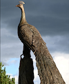 Peacock Life Size 2025