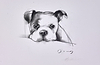 The Bulldog