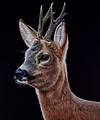 Fawn