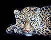 Relaxing Leopard