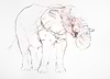 African Bull Study