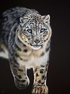 Snow Leopard Stalking