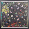 Fantasia (Butterflies)