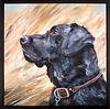 Black Labrador in Reeds