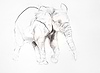 Young Elephant Sketch VIII