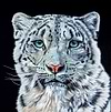 Watchful I