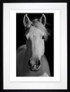 Equus