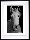 Equus