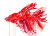 Siamese Fighting Fish