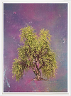 Weeping Willow