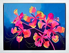 Pride Of Barbados