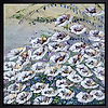Enchanting Florals