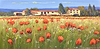 Vista panoramica del papavero IV