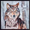 Wolf In Winter (Framed)