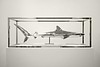 Study of Captivity (Tiger Shark)