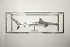 Study of Captivity (Tiger Shark)