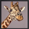 Whatcha Doin? (Framed)