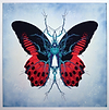 Therapy Red Butterfly