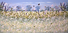 Butterflies at Springtime