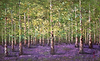 Enchanted Forest