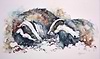 Badgers at Dusk