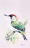 Native Green Woodpecker