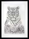 Tiger Study (Framed)