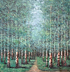 Woodland Walkway II