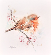 Fluffy Robin II