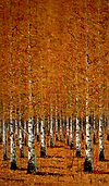 Tangerine Scene