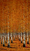 Tangerine Scene