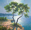 Tree San Antonio
