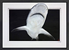 Buzz the Tower (Framed)
