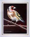 Goldfinch III (Framed)