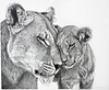 Lioness