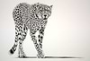 Lurking Cheetah (Study)