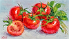 Tomatoes on the Vine V