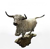White Park Bull - 2017